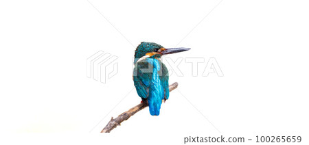 Kingfisher perched on a branch outline 100265659