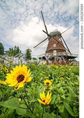 Sunflowers at Funabashi Andersen Park 100265684