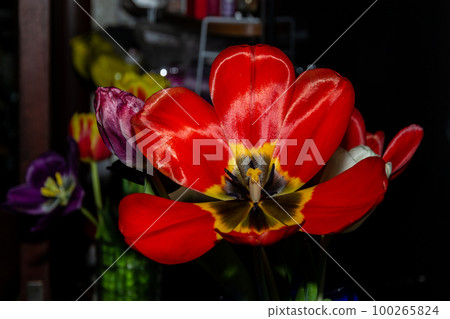 Opened tulip flowers on a dark background 100265824