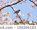 Cherry tree and starling 100266183