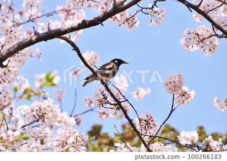 Cherry tree and starling 100266183