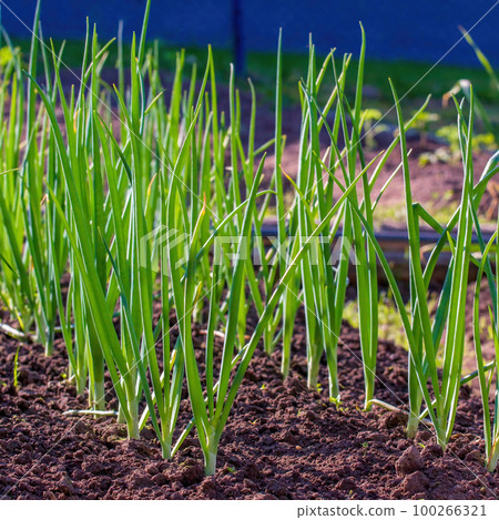 Green onions grow in a bed. Salad onions 100266321