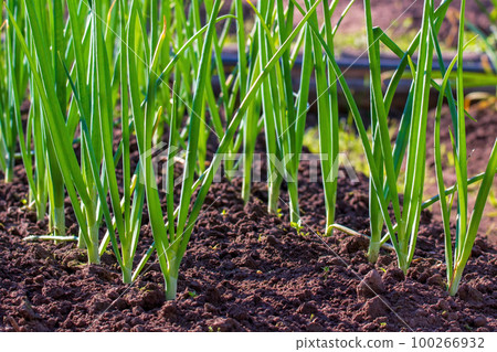 Scallion. Green onions growing in a bed. Salad onions Scallion. Green onions growing in a bed. Salad onions 100266932