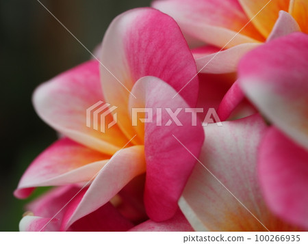 粉紅色的雞蛋花“加州日落”花 100266935