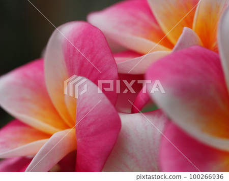 Pink plumeria "California Sunset" flower Pink plumeria "California Sunset" flower 100266936