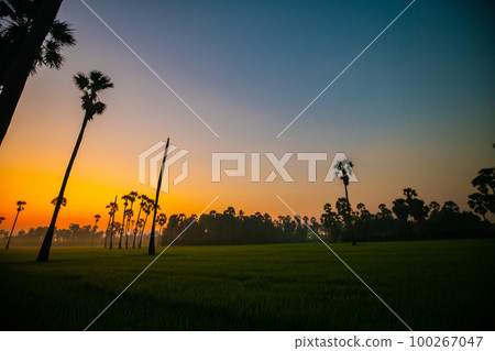 Silhouette sunrise on rice plantation field with sugar palm Silhouette sunrise on rice plantation field with sugar palm 100267047