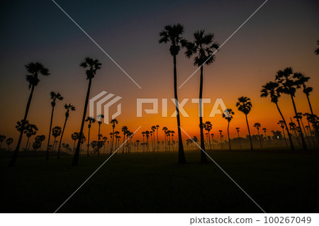 Silhouette sunrise on rice plantation field with sugar palm 100267049