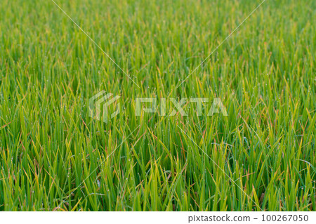 Green paddy rice field with dew drop morning scene 100267050