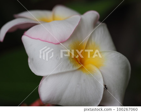 白色雞蛋花 白色雞蛋花 100267060