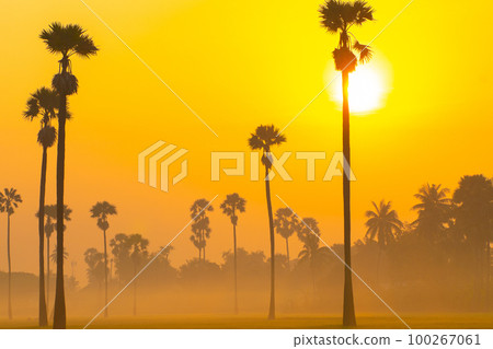 Silhouette sunrise on rice plantation field with sugar palm 100267061