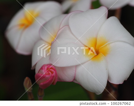 白色雞蛋花 白色雞蛋花 100267062