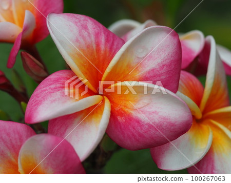 Pink plumeria "California Sunset" flower 100267063