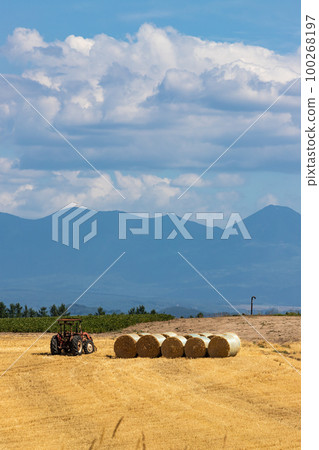 Summer scenery of Biei, Hokkaido 100268197