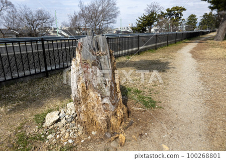 Tree trunks that are cut down and decaying Tree trunks that are cut down and decaying 100268801