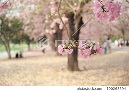 Selective focus on the blossom pink flowers on the branch with defocused row of blossom trees in background 100268894