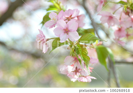 河津櫻花 河津櫻花 100268918