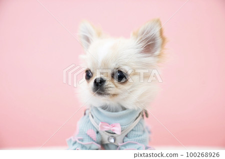 粉紅色的背和吉娃娃小狗破產了 粉紅色的背和吉娃娃小狗破產了 100268926