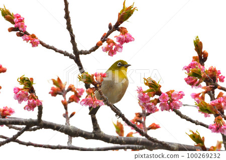 Mejiro和Kawazu櫻桃樹 Mejiro和Kawazu櫻桃樹 100269232