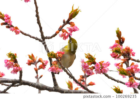 Mejiro and Kawazu cherry tree 100269235