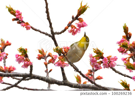 Mejiro and Kawazu cherry tree 100269236