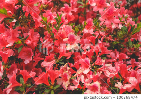 an red azalea, Azalea blooming on tree 100269474