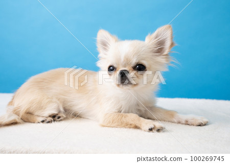 Chihuahua puppy looking at camera with blue back Chihuahua puppy looking at camera with blue back 100269745