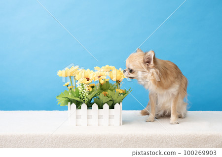 Chihuahua puppy with blue back and yellow flowers 100269903