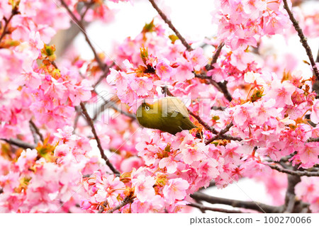 Mejiro and Kawazu cherry tree Mejiro and Kawazu cherry tree 100270066