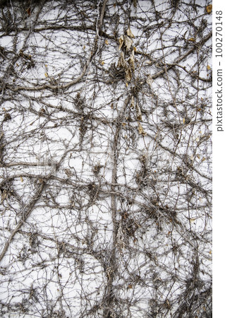 Dry ivy background 100270148