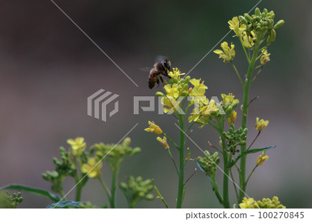 Rape blossoms and bees Rape blossoms and bees 100270845