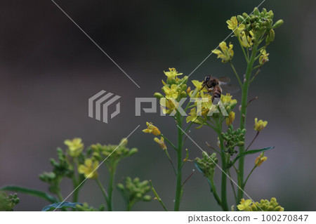 油菜花和蜜蜂 100270847