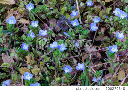小巧可愛的流行花 100270848