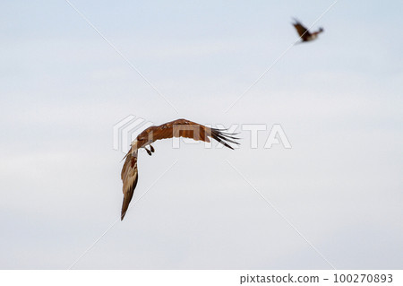 Red eagle fly on the sky in nature at thailand Red eagle fly on the sky in nature at thailand 100270893