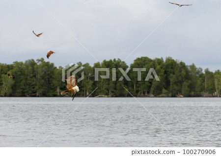 The Red eagle fly on the sky in nature at thailand The Red eagle fly on the sky in nature at thailand 100270906