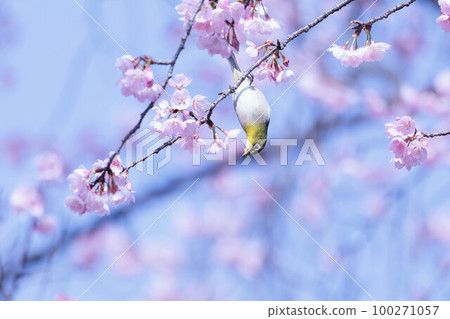 Cherry blossoms and a cute little bird white-eye Cherry blossoms and a cute little bird white-eye 100271057