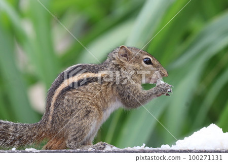 Beautiful Squirrel eating foods Beautiful Squirrel eating foods 100271131