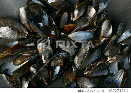Empty Mussels Shell, Black Clams Shells, Eaten Mollusc, Shellfish, Mussel on Wood Background Top View 100271414