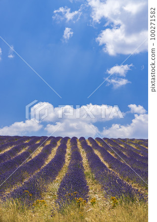 Lavender field near Montbrun les Bains and Sault, Provence, France 100271582