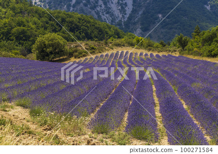 Lavender field near Montbrun les Bains and Sault, Provence, France 100271584
