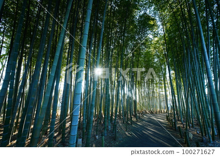 竹林 竹林 100271627