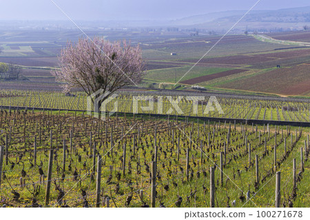 Early spring vineyards near Aloxe-Corton, Burgundy, France Early spring vineyards near Aloxe-Corton, Burgundy, France 100271678