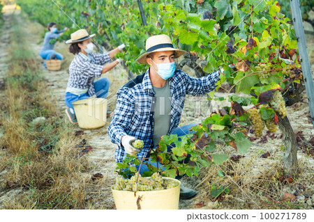 Farmer in medical mask harvesting grapes in vineyard Farmer in medical mask harvesting grapes in vineyard 100271789