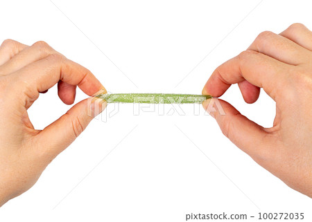 Green Gummy Candy Stretched in Hands Isolated, Sour Jelly Candies Strips in Sugar Sprinkle on White Green Gummy Candy Stretched in Hands Isolated, Sour Jelly Candies Strips in Sugar Sprinkle on White 100272035