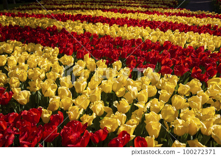 Keukenhof flower garden - largest tulip park in world, Lisse, Netherlands Keukenhof flower garden - largest tulip park in world, Lisse, Netherlands 100272371