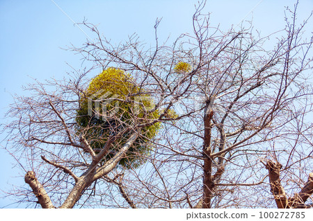 Perennial tree parasitic on cherry trees 100272785