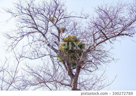 多年生樹寄生在櫻桃樹上 100272789