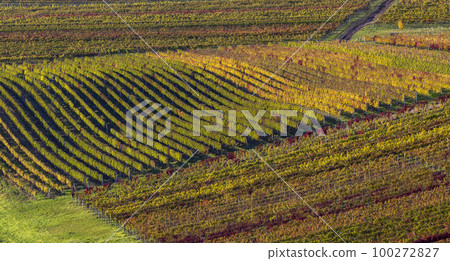 Autumn in moravian vineyards near Velke Bilovice, Southern Moravia, Czech Republic 100272827