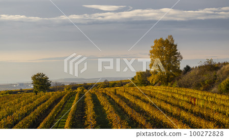 Autumn vineyard near Velke Bilovice, Southern Moravia, Czech Republic Autumn vineyard near Velke Bilovice, Southern Moravia, Czech Republic 100272828