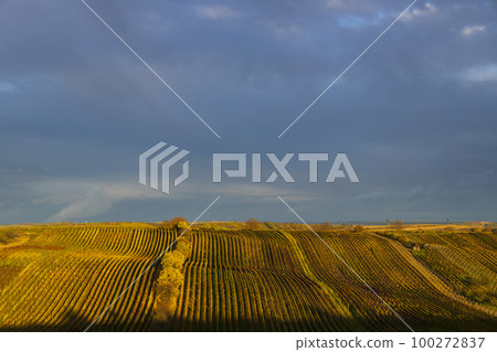 Autumn vineyard near Cejkovice, Southern Moravia, Czech Republic Autumn vineyard near Cejkovice, Southern Moravia, Czech Republic 100272837