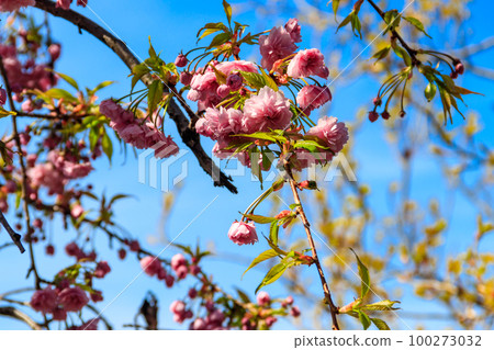 Branch of Prunus triloba (Louiseania ulmifolia) blossoms. Spring twig of almond trilobate with beautiful pink flowers closeup 100273032